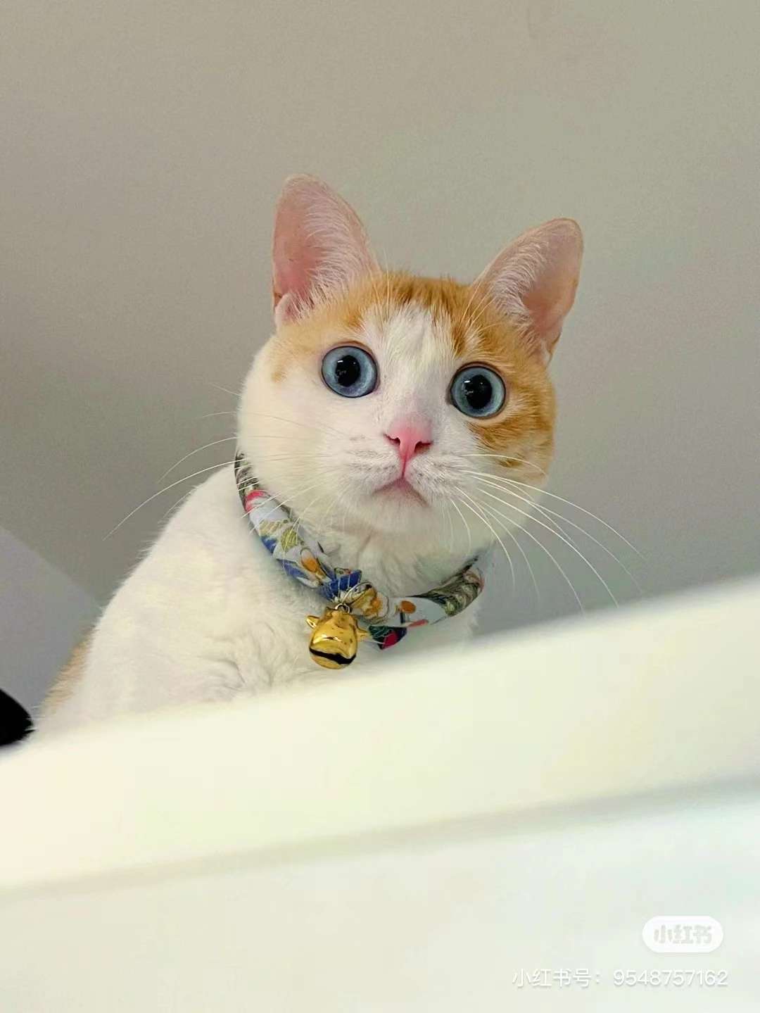 大橘拥有罕见瞳色，引发全网热议：u201c全世界找不到第二只！u201d