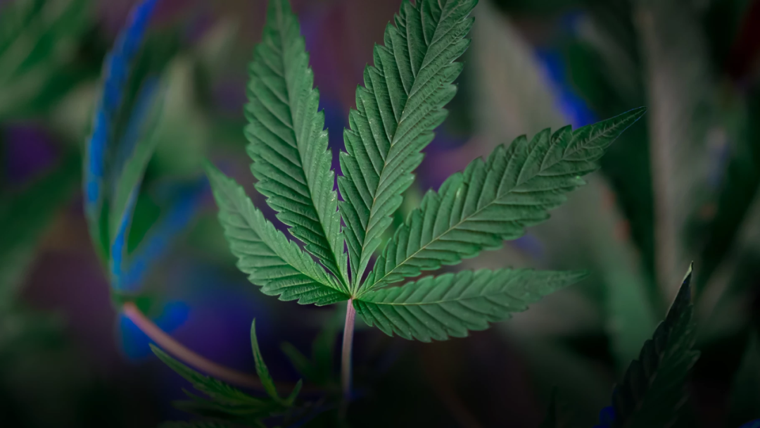 携带大麻 最高死刑 泰政府提醒 大麻合法化 仅限泰国境内