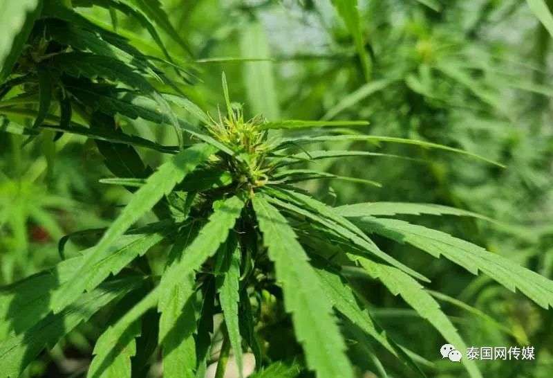 携带大麻 最高死刑 泰政府提醒 大麻合法化 仅限泰国境内
