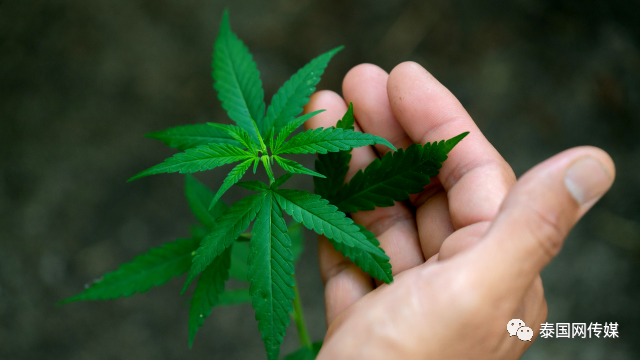 携带大麻 最高死刑 泰政府提醒 大麻合法化 仅限泰国境内