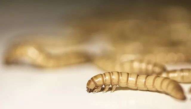 黄粉虫。图片来源:视觉中国