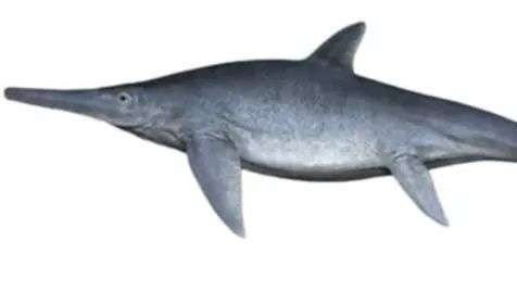 “鱼蜥蜴”或鱼龙的模型。