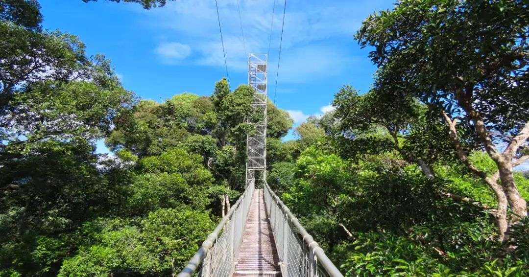 Under the Canopy - celebrating 30 years of research in Brunei