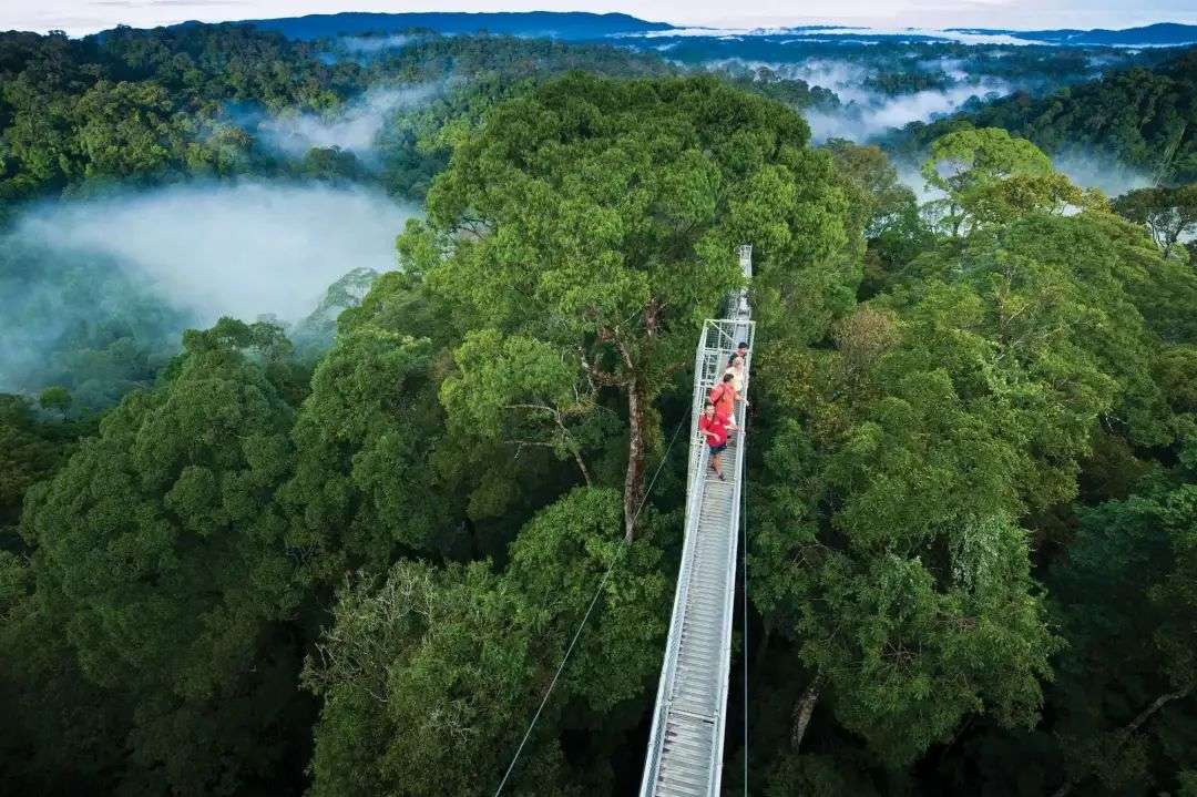 Ulu Temburong National Park - Borneo Adventure