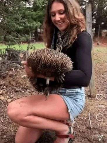 A video has also emerged of her holding an echidna. Picture: Instagram