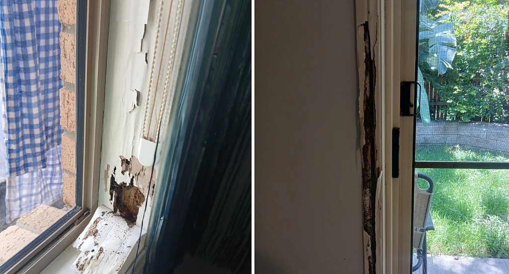 千万当心!澳民宅车库冒出神秘“小白条”,揭露一个可怕真相...(组图) - 4