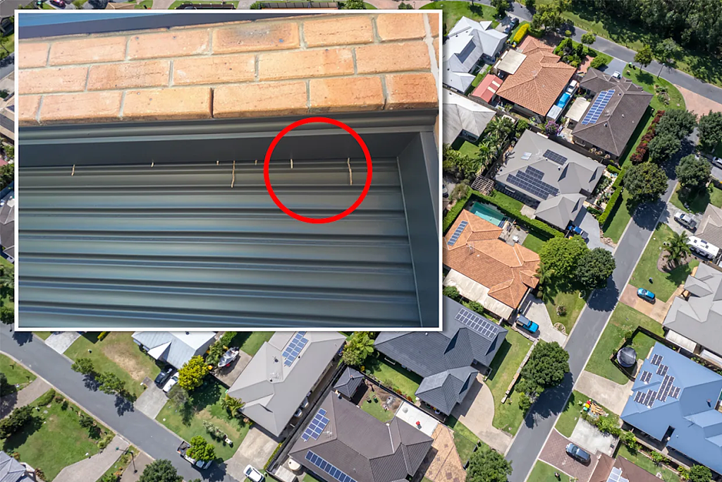 千万当心!澳民宅车库冒出神秘“小白条”,揭露一个可怕真相...(组图) - 2