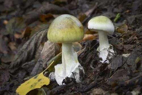 Amanita phalloides poisonous ang dangerous mushroom, commonly known as the death cap