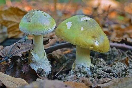 deadly toxic amanita phalloides mushroom, deathcap