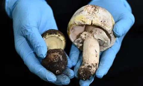 Poisonous death cap (left) and yellow-staining mushrooms