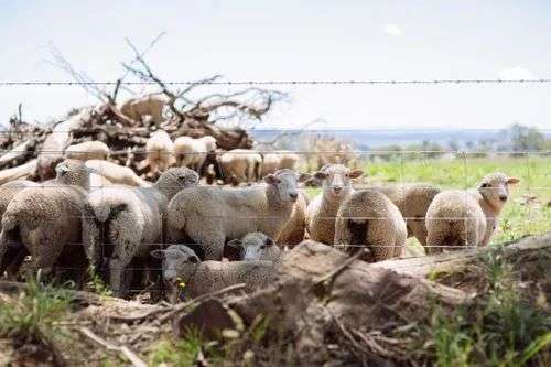7. Griffith, NSW