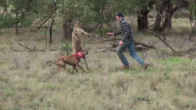Man Punches a Kangaroo in the Face to Rescue His Dog (Original HD) ||  ViralHog