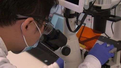 Researchers at the Walter and Eliza Hall Institute (WEHI) are leading the landmark study