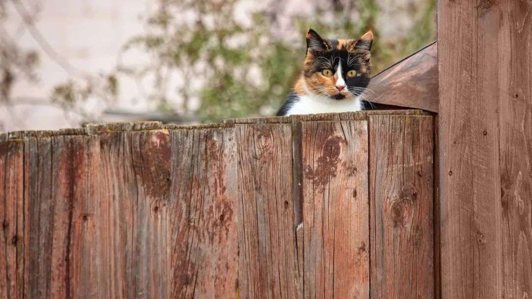 A Hong Kong national has been ordered to leave New Zealand after he injured his pet cat while trying to toilet train and shower it, leaving it with 13 fractures and needing to be put down.