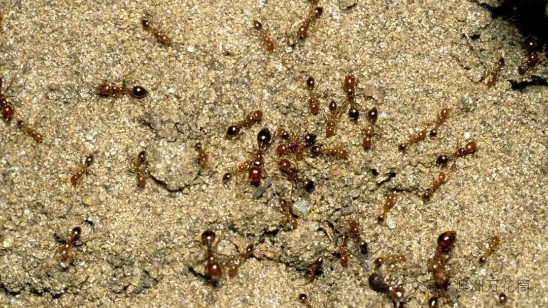 Two nests of highly invasive red imported fire ants have been detected and destroyed outside of official biosecurity zones in Queensland. Photos: Invasive Species Council