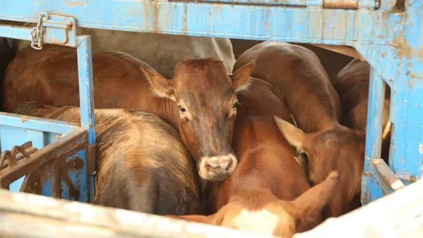 Cattle in a pen.