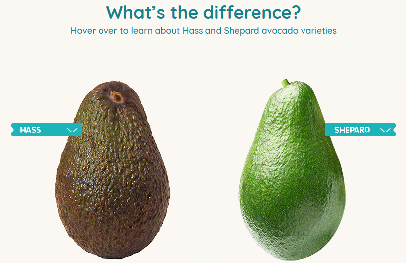 Avocado harvest begins in Bundaberg Region – Bundaberg Now