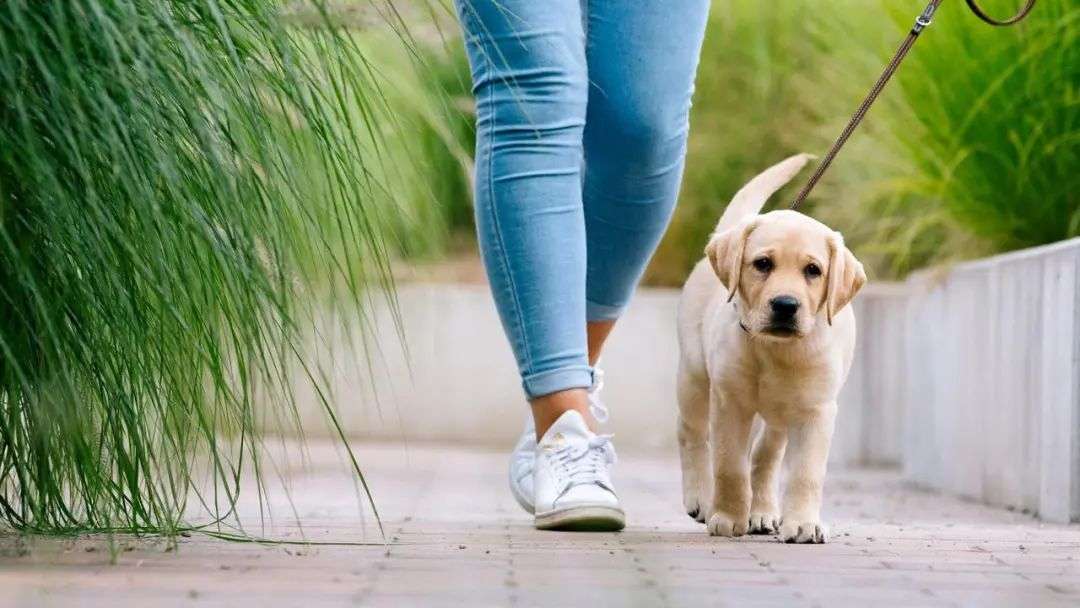 The courts will now also have to consider if family pets form part of a separating couple’s settlement. Picture: iStock