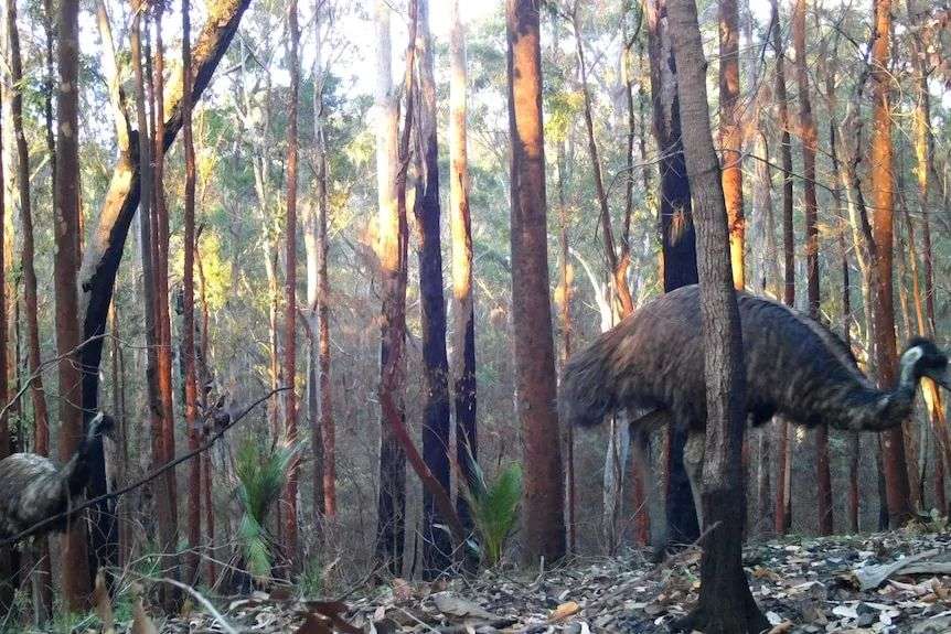 Emus walk through bushland burnt in bushfires.