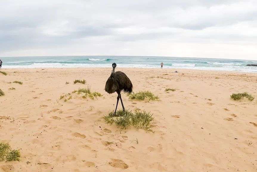 An emu standing on a beach
