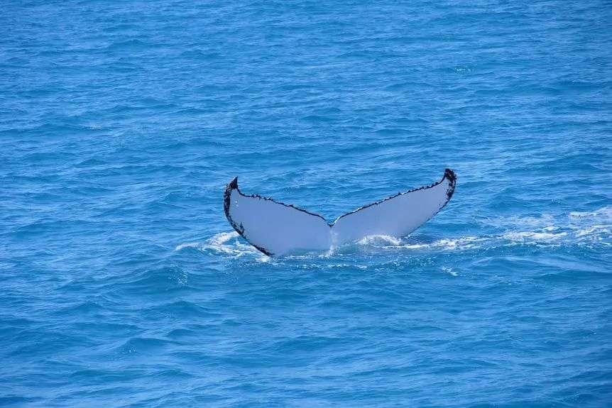 A white-underside humpback whale tail is visible above the surface.