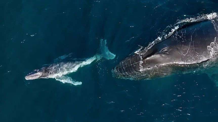 Aerial shot of baby humpback whale swimming in front of larger mother humpback whale.