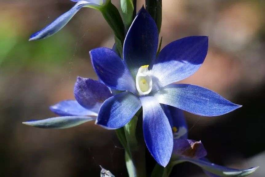 A purple flower seen from close up.