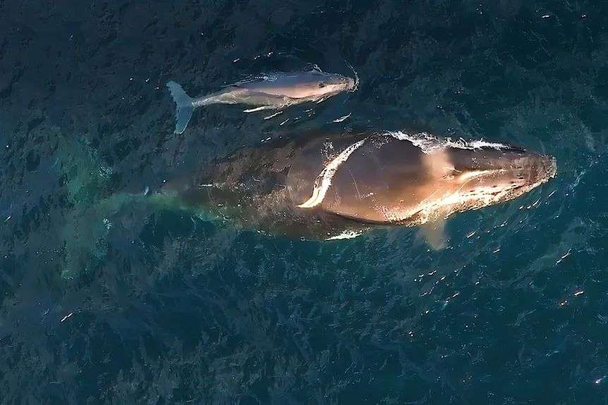 Aerial shot of baby  humpback whale swimming next to much larger mother through blue ocean.