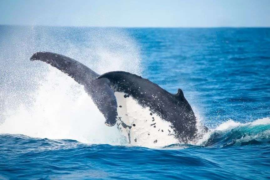 A humpback whale peduncle slaps the water off Mooloolaba on the Sunshine Coast.