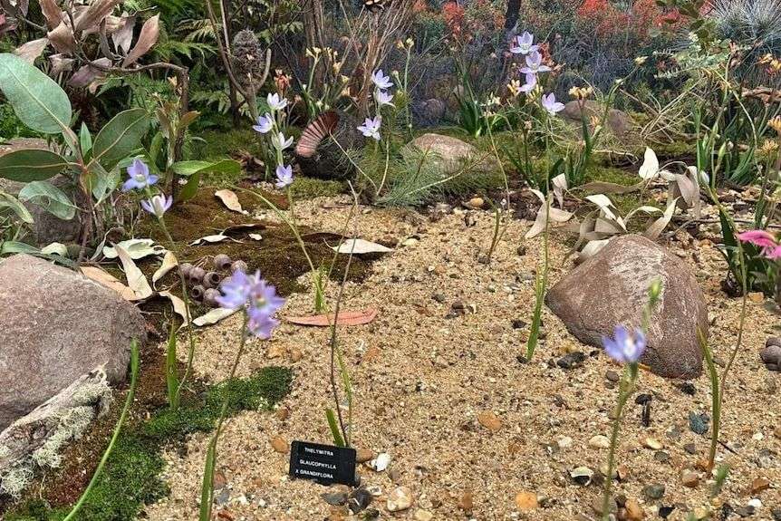 A rocky garden with several purple flowers in it.