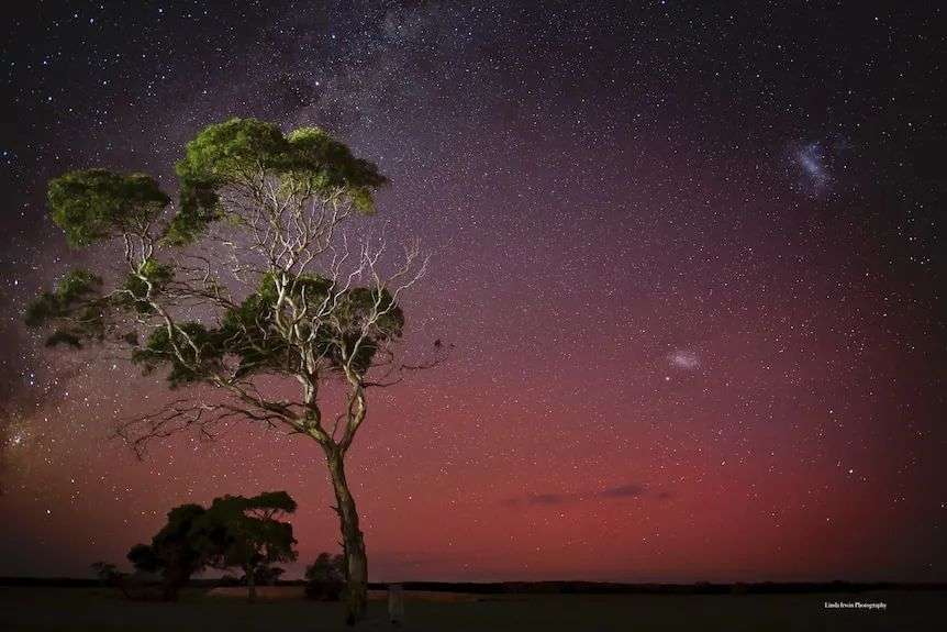 A gum tree is lit up with the pink and purple of an aurora australis sky in the background
