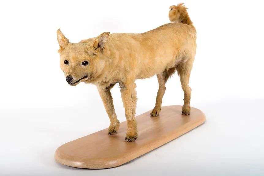 A stuffed dog called a Kuri.