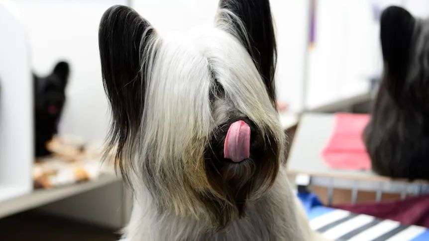 A white and black dog with long hair over it's eyes.
