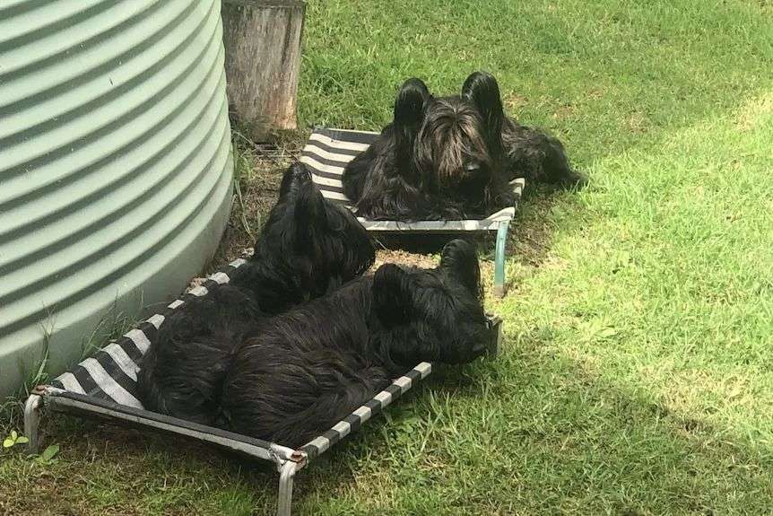 Three black dogs with long fur sit on some dog beds.