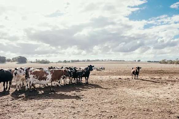 A sheep and beef farm in Winslow, Victoria. Parts of western Victoria, inland NSW and South Australia are in record-breaking drought.