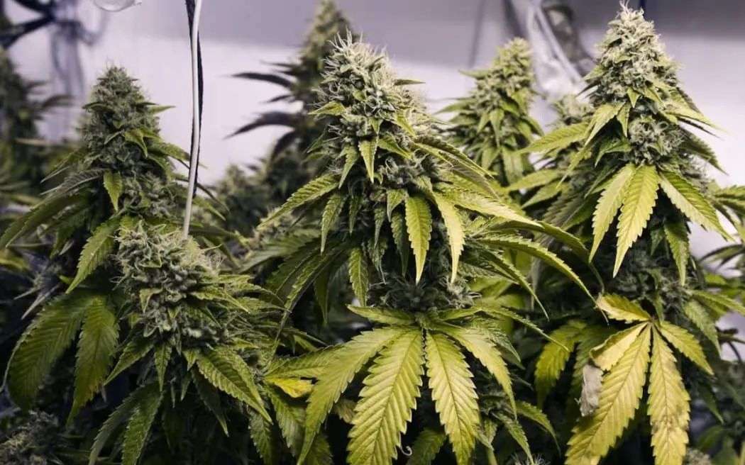 When police raided one of Nga Thanh Phan's properties, they found a garage and all six rooms on the upper floor being used to grow cannabis.