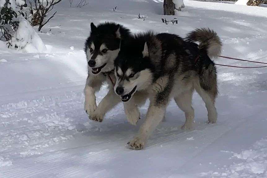 两只哈士奇在雪地里奔跑
