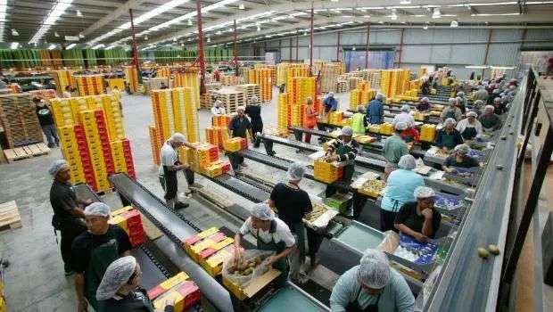 Zespri revenue hits record breaking $3 billion | Stuff