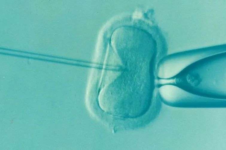 Picture capturing the science process of IVF