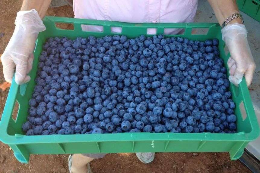 Large amount of blueberries in a green tree held by someone standing up.