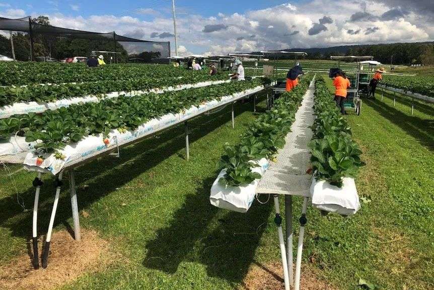 People picking strawberries being grown using the tabletop method.