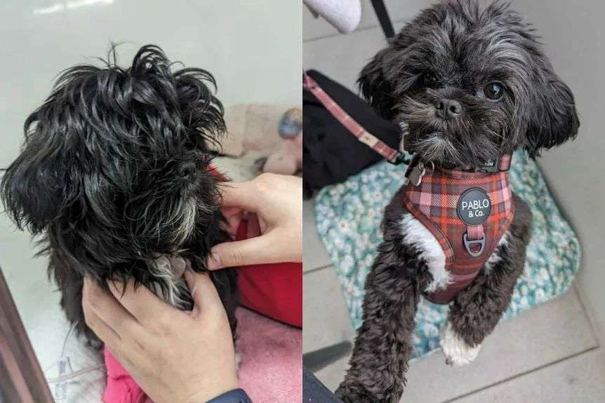 a composite image - first a small black dog unwell in the hospital, then happy and jumping
