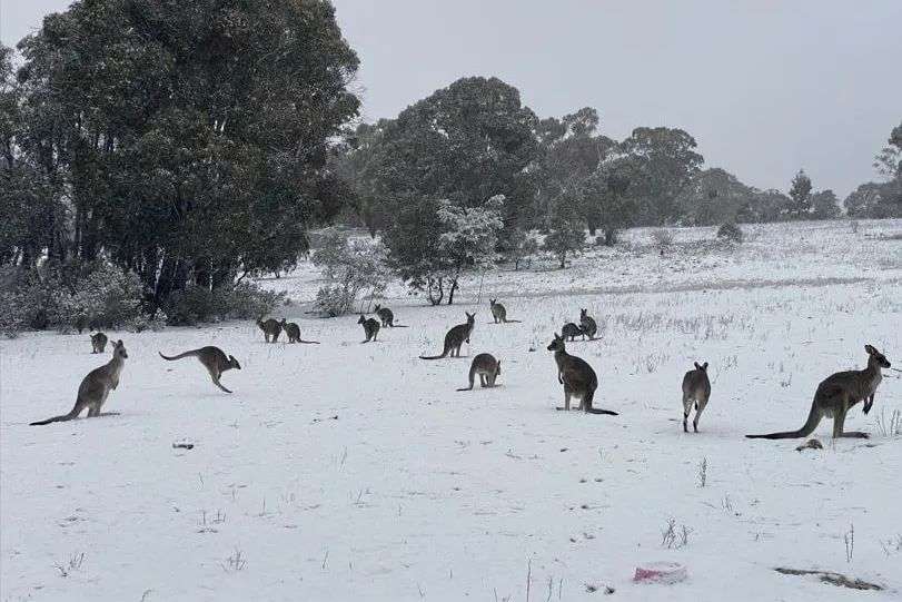 A dozen kangaroos scattered across a snow covered paddock.