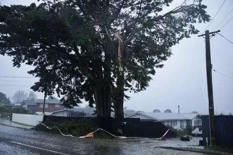 A large macrocarpa tree on Massey’s Waimumu Road has lost a large branch in today’s weather.
