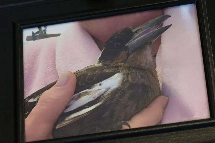 Framed picture of Jellybean the magpie being held