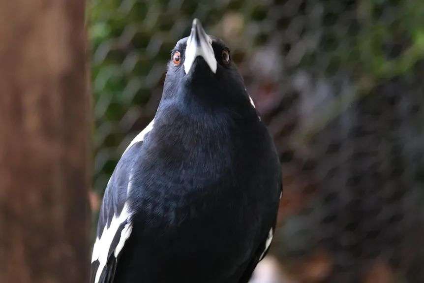 Magpie in avian palace looks at camera