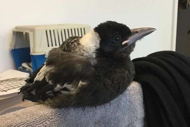 picture of young jellybean the magpie
