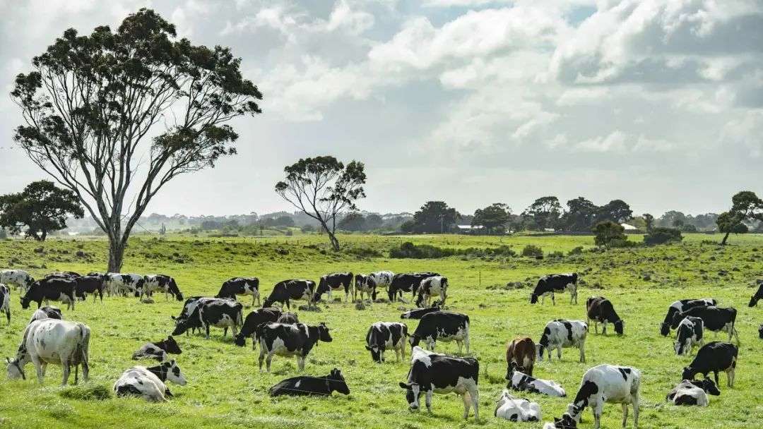 Victoria's three dairy regions record strong average profit margins | The  Weekly Times