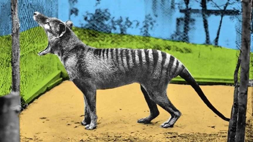ABC audience responds to survey on whether extinct thylacine should be  brought back to life - ABC News