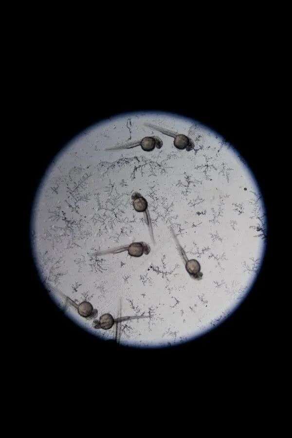 An image of fish embryos through a microscope.
